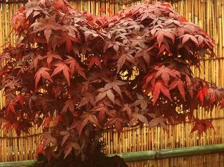 Acer palmatum  Ribesifolium