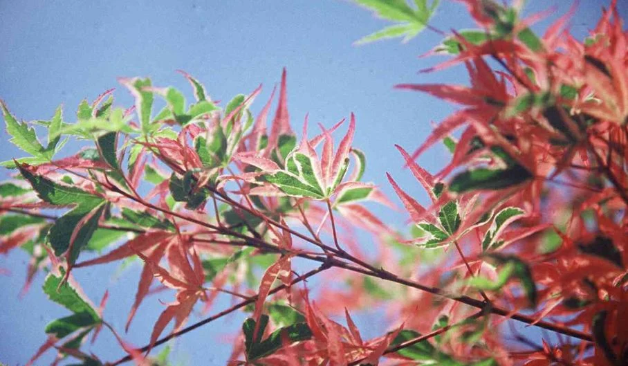 Acer palmatum  Roseomarginatum