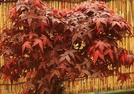 Acer palmatum  Shishigashira