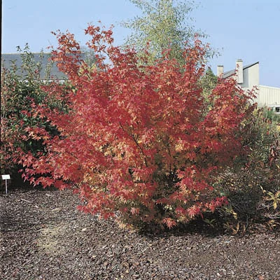 Acer palmatum
