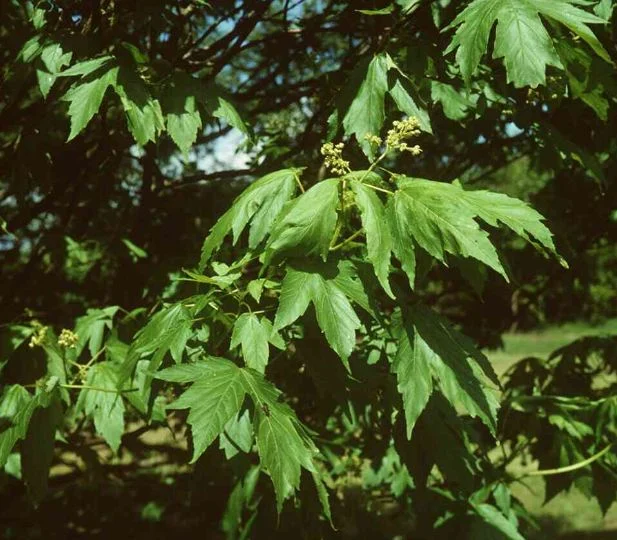 Acer papilio