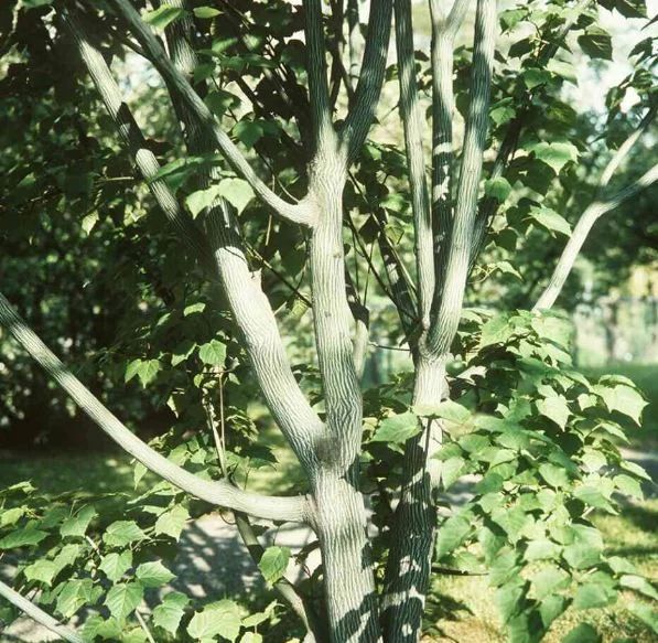 Acer pensylvanicum