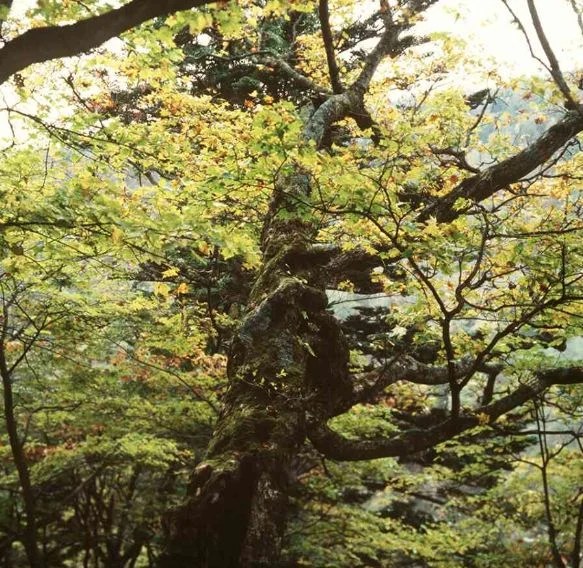 Acer pictum