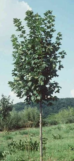 Acer platanoides  Cleveland