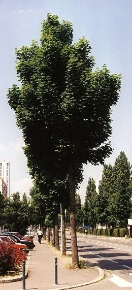 Acer platanoides  Columnare