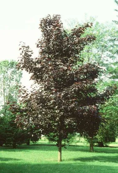 Acer platanoides  Crimson King