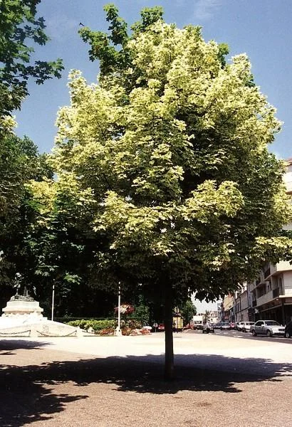 Acer platanoides  Drummondii