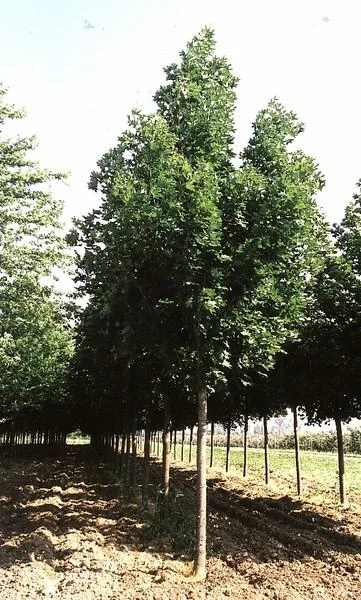 Acer platanoides  Emerald Queen
