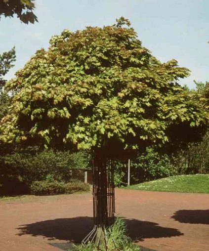 Acer platanoides  Globosum