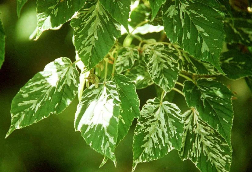 Acer platanoides  Laciniatum