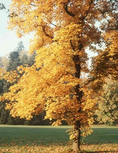 Acer platanoides  Lorbergii
