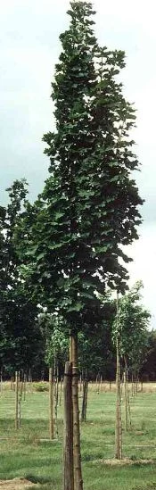 Acer platanoides  Olmsted