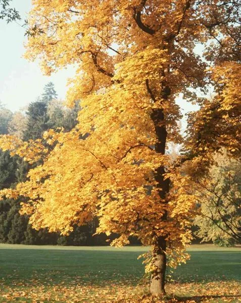 Acer platanoides  Palmatifidum