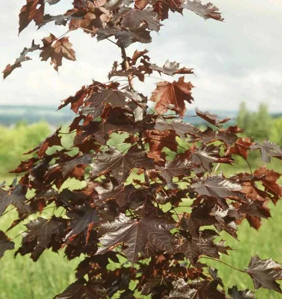 Acer platanoides  Royal Red
