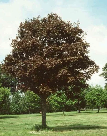 Acer platanoides  Schwedleri