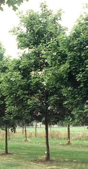 Acer platanoides  Summershade