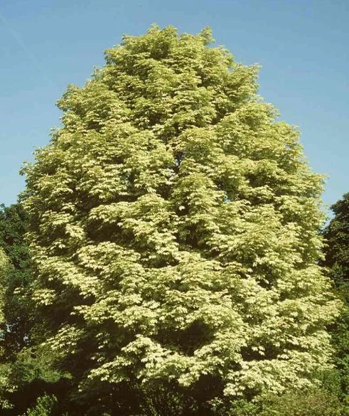 Acer platanoides  Walderseei