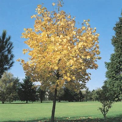 Acer platanoides