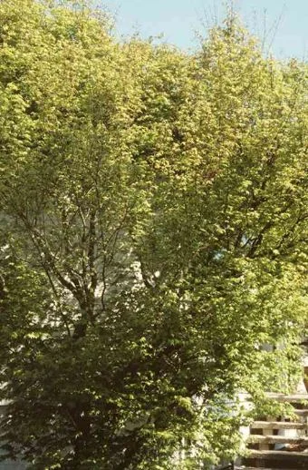 Acer polymorphum