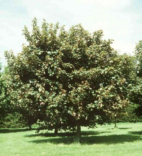 Acer pseudoplatanus  Atropurpureum