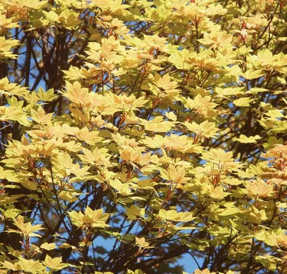 Acer pseudoplatanus  Brilliantissimum