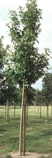 Acer pseudoplatanus  Erectum