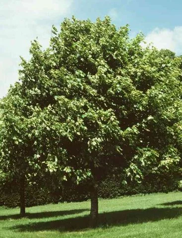 Acer pseudoplatanus  Leopoldii