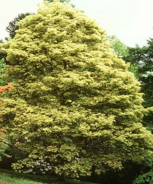 Acer pseudoplatanus  Prinz Handjery