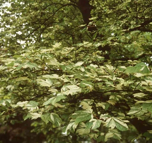 Acer pseudoplatanus  Simon-Louis Freres