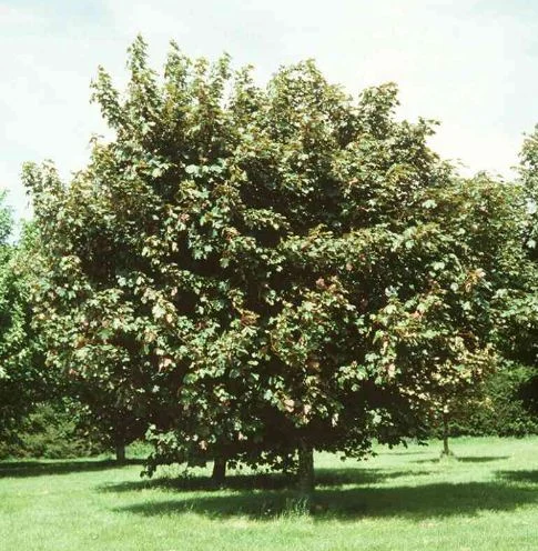 Acer pseudoplatanus  Spaethii