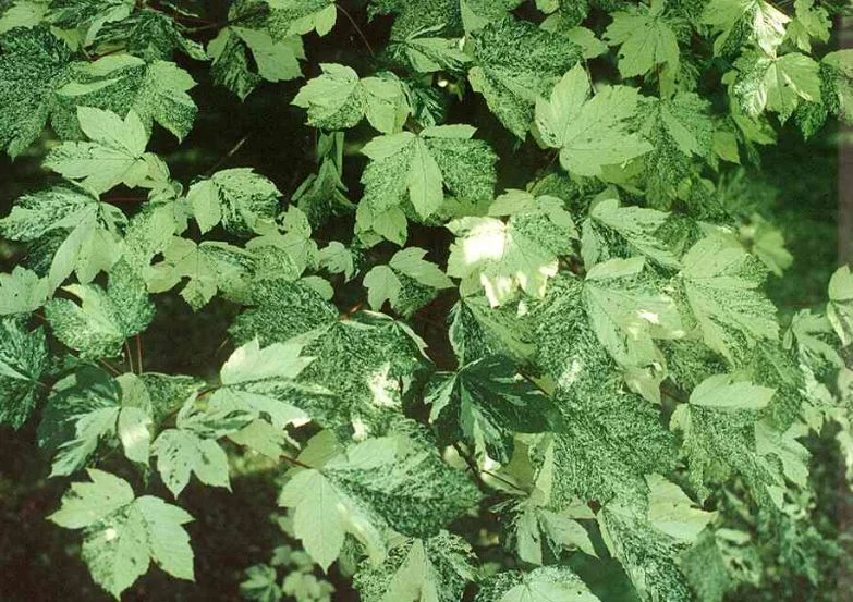 Acer pseudoplatanus  Variegatum
