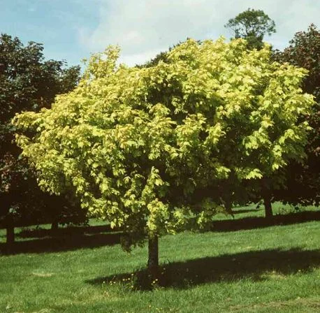 Acer pseudoplatanus  Worley