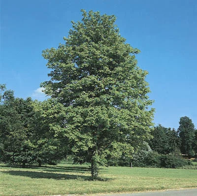 Acer pseudoplatanus