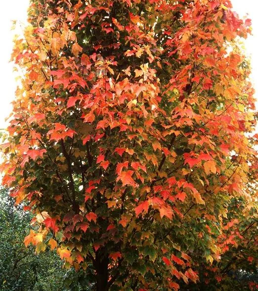 Acer rubrum  Scanlon