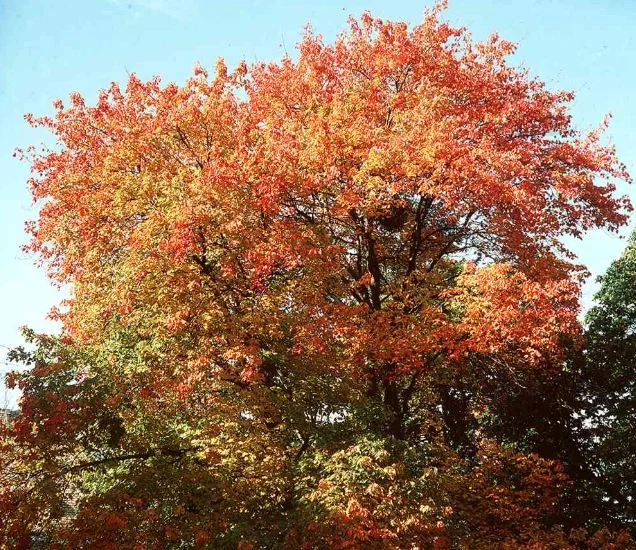 Acer rubrum  Schlesingeri