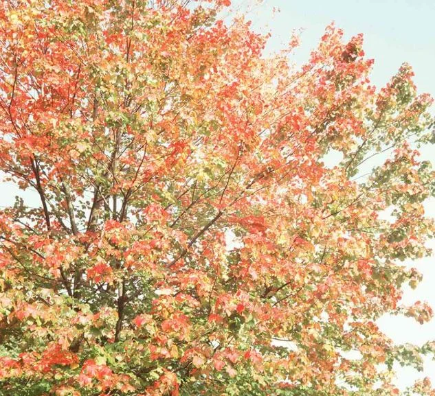 Acer rubrum