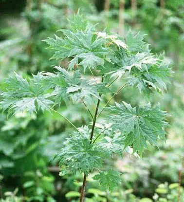 Acer rufinerve  Albolimbatum