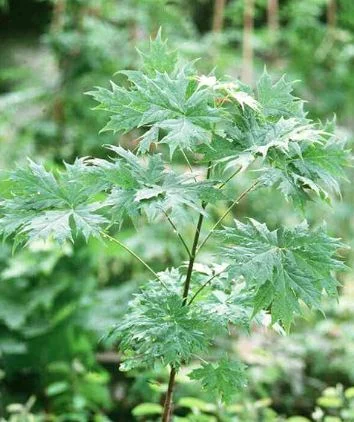 Acer rufinerve  Hatsuyuki