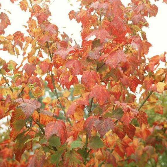 Acer rufinerve