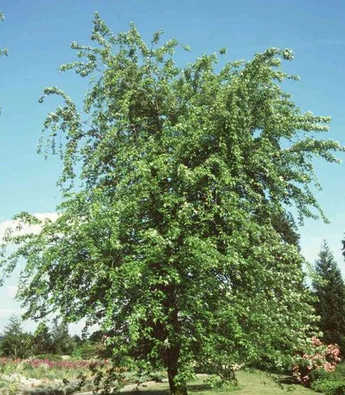 Acer saccharinum  Laciniatum Wieri