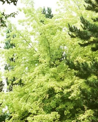 Acer saccharinum  Lutescens