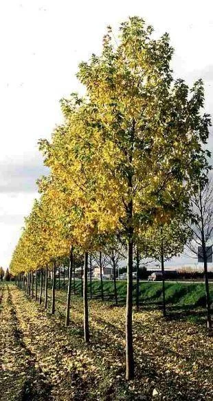Acer saccharinum  Pyramidale