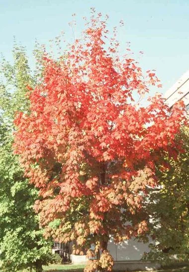 Acer saccharum