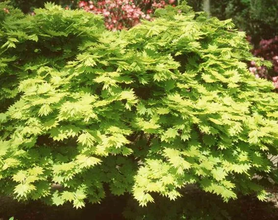 Acer shirasawanum  Aureum