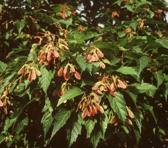 Acer tataricum subsp  ginnala