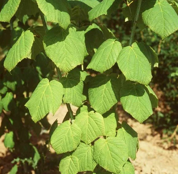 Acer tegmentosum