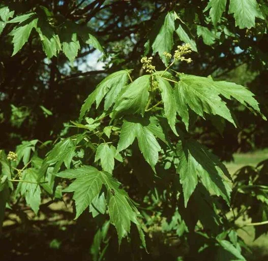 Acer trautvetteri