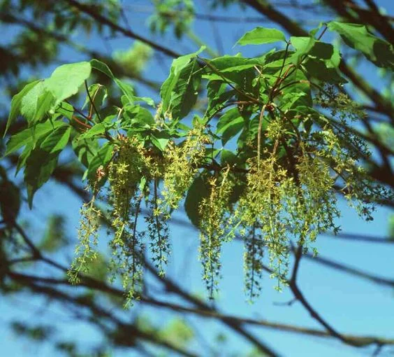 Acer triflorum
