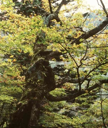 Acer truncatum subsp  mono