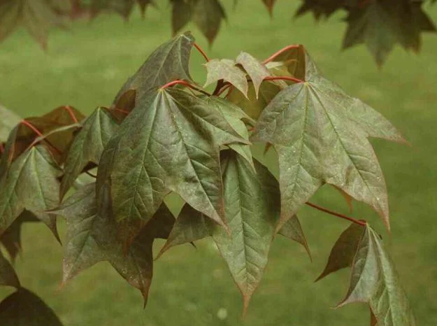 Acer truncatum